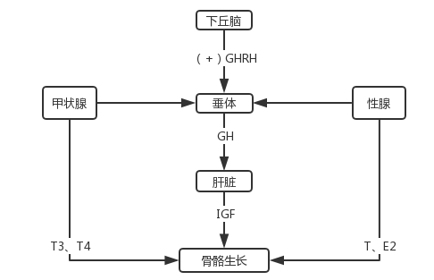 生长激素轴图片