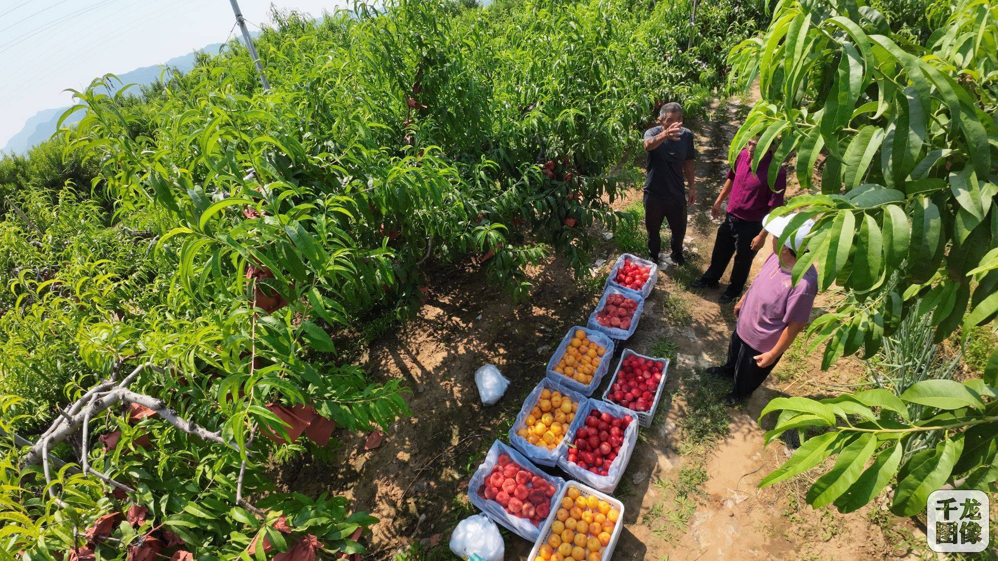 北京"平谷大桃"进入采摘旺季 近300个品种陆续上线_销售_体系_科技