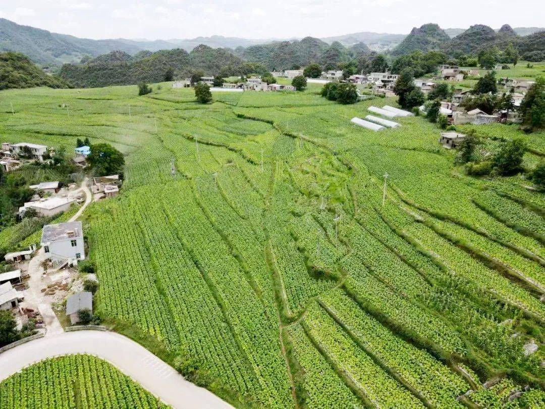 兔街镇:首采"黄金叶" 烟农"赶烤"忙_烤烟_种植_烟叶