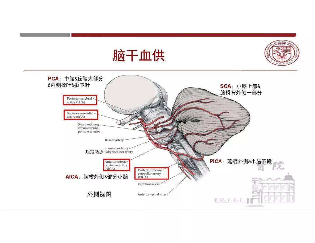 小脑蚓部血供图片