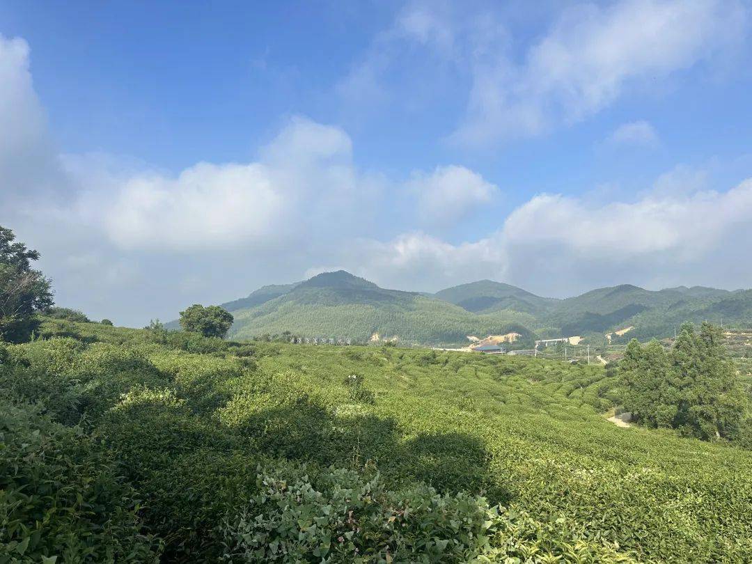 还盛产毛竹,茶叶,发展畜牧业,米酒业,白溪羊肉,白溪米酒享誉古田