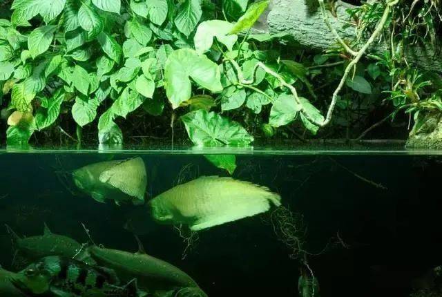 全世界不能错过的水族馆,柏林水族馆!_文章_网络_信息