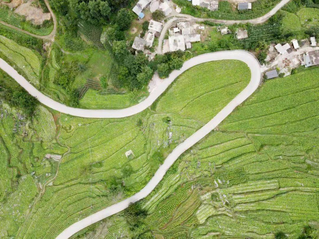 威宁自治县兔街镇:首采"黄金叶" 烟农"赶烤"忙_烤烟_种植_发展