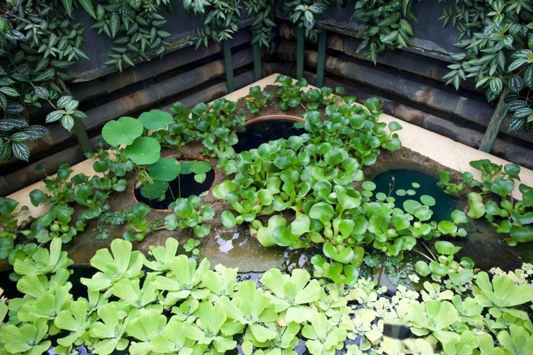 成片的喜旱莲子草 摄影:李牧笛铜钱草和近亲乡土植物天胡荽 摄影:李