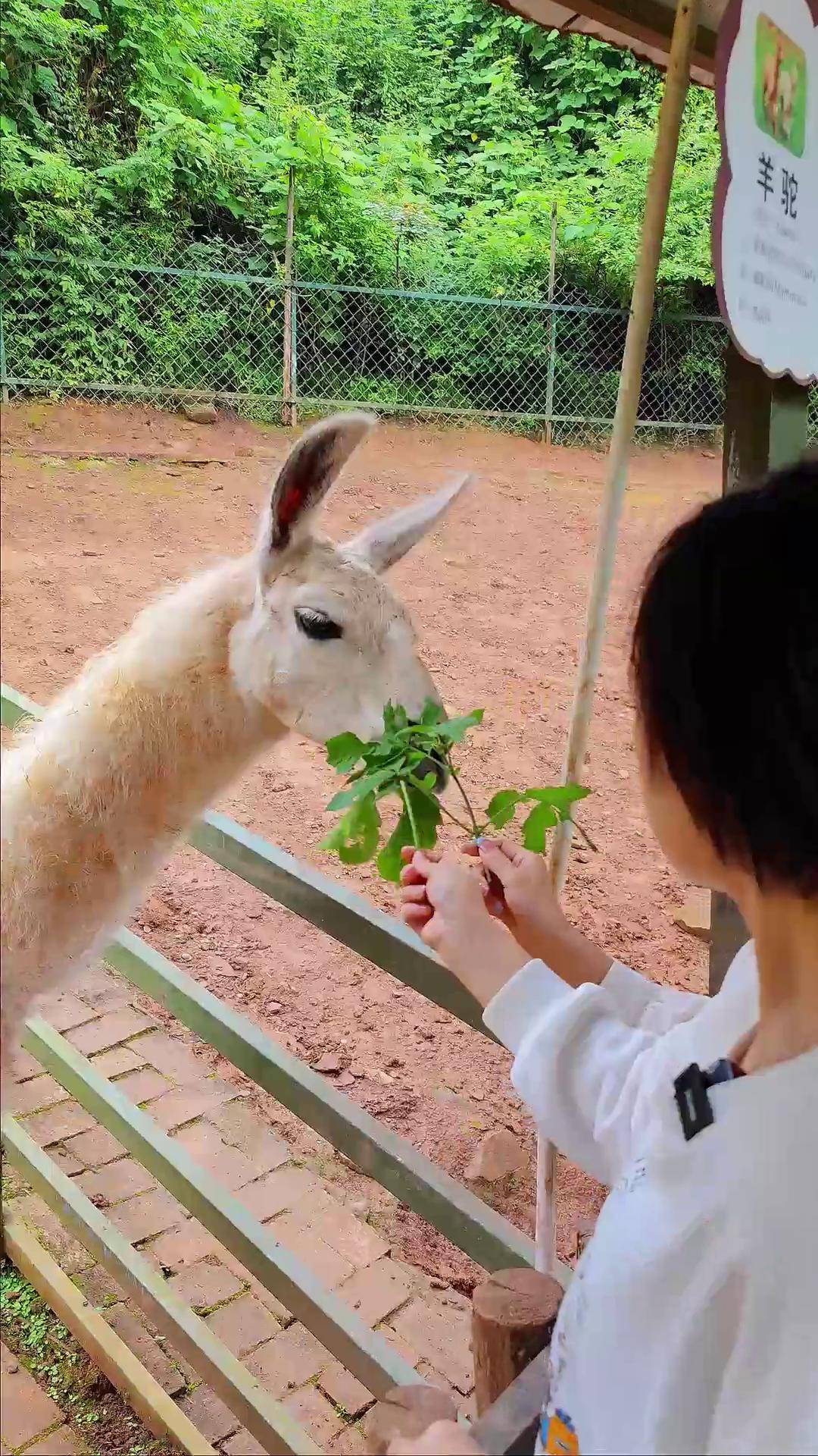 反正我觉得蓬安这个花好月圆动物园不错~上百种动物~还是可以带孩子来