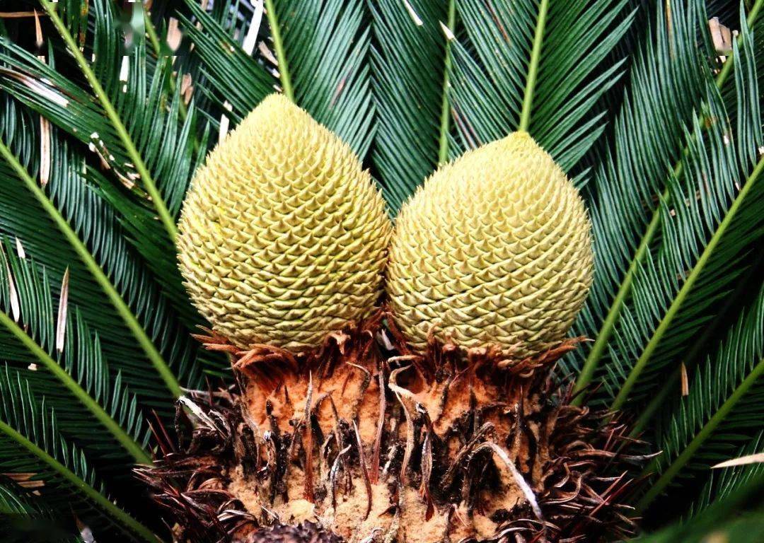 铁树开花,千载难逢