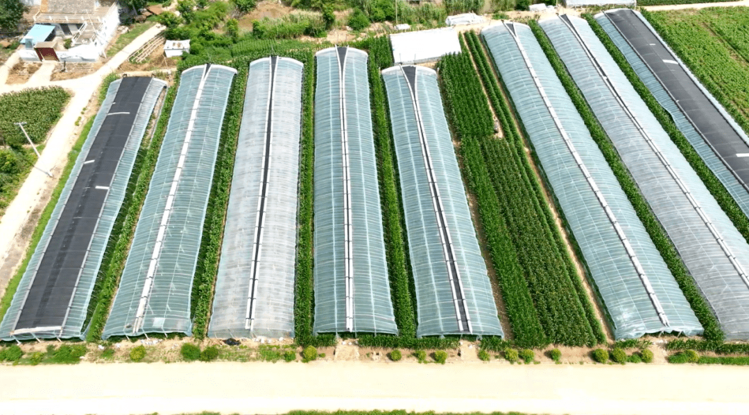 罗屯镇随海村:绘就乡村振兴新画卷【鱼台故事—村庄】_种植_发展_服务