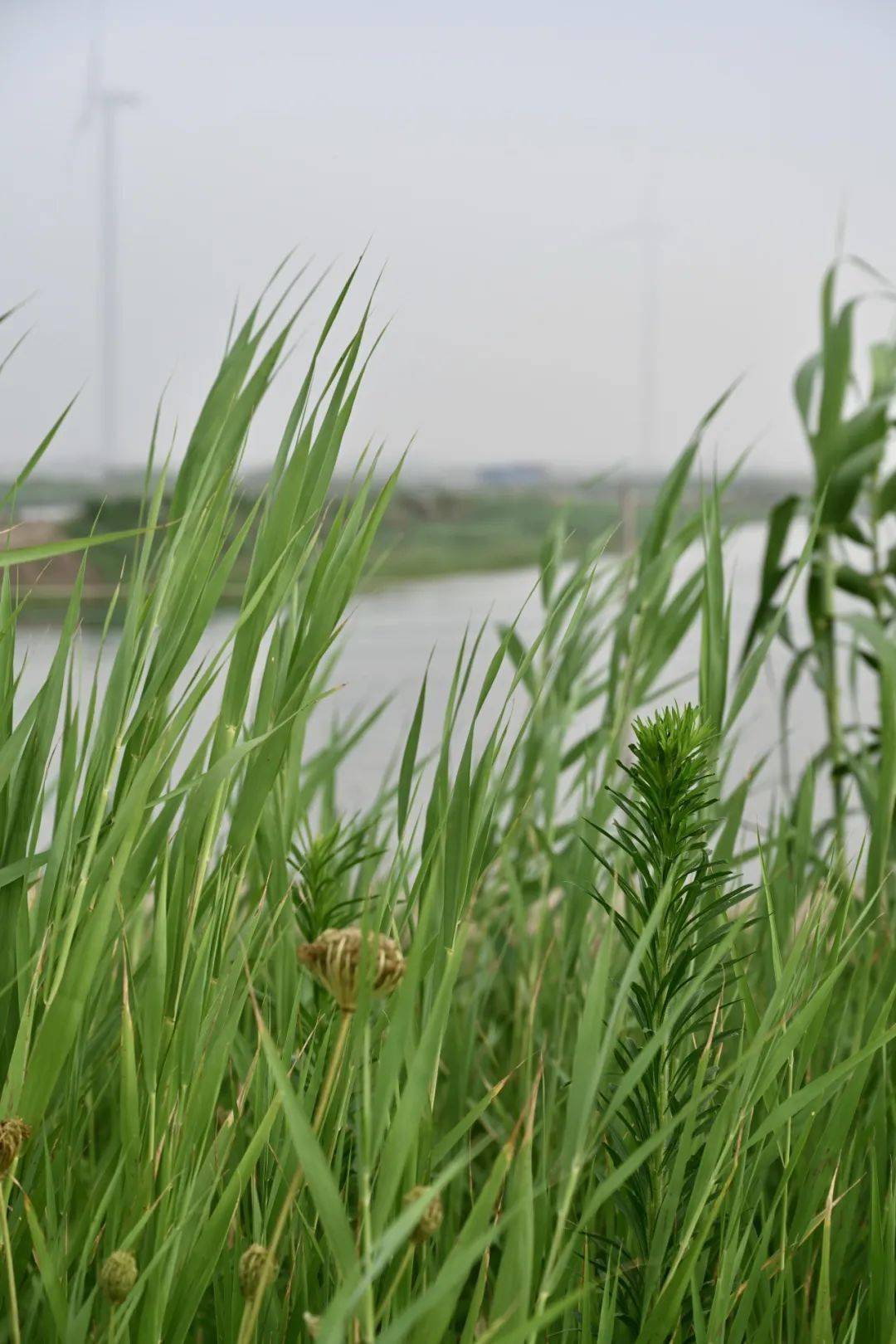 水稻生长旺盛土壤湿润闷热暑气翻腾,雨水丰沛二候土润溽暑点击图片