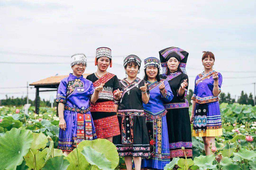 1200余种荷花盛放,2023上海松江荷花节现已启幕!_活动_浦江_浦南