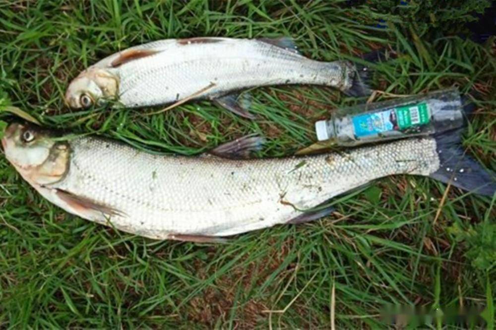 野钓米级翘嘴,最具历史民间钓法,狂拉一点不含糊_泥鳅_饵料_鱼钩