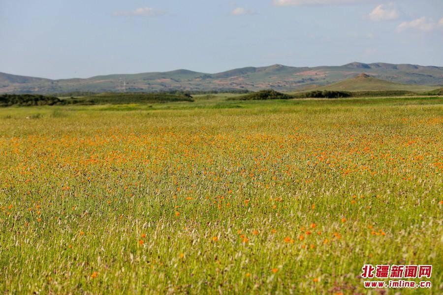 金莲川草原进入今夏最美盛花期_上都_正蓝旗_内蒙古