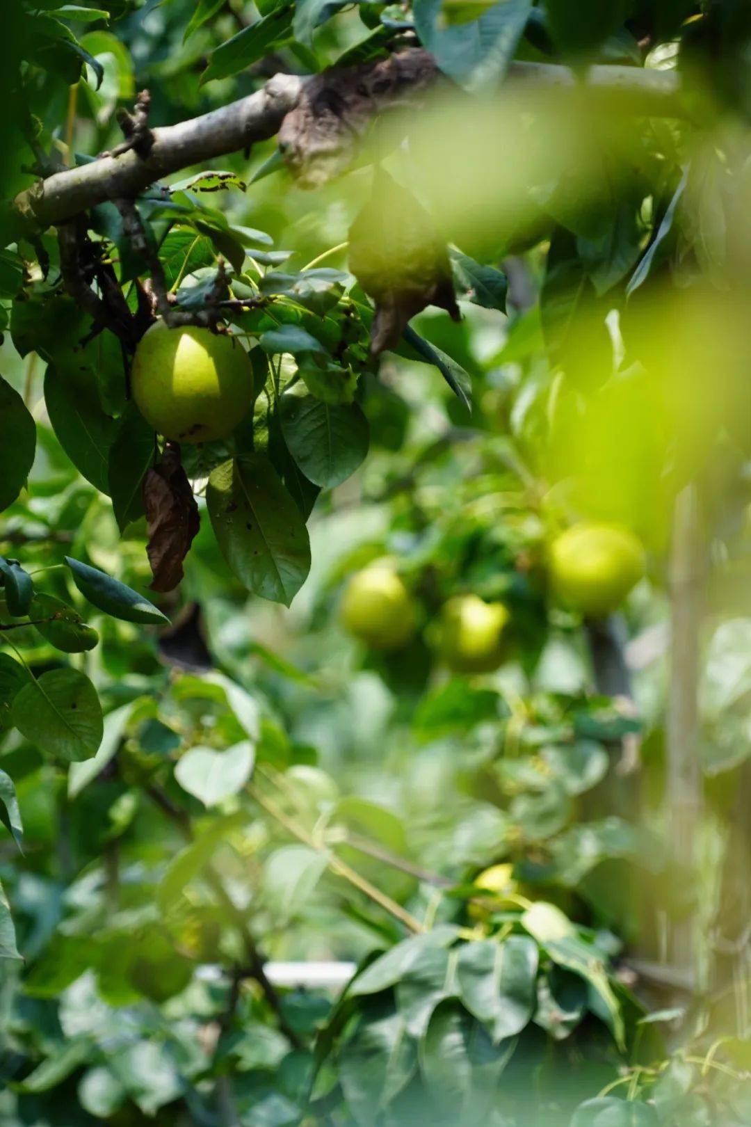 翠冠梨本周大量上市!苏州的夏天真好吃!_树山_时节_团子