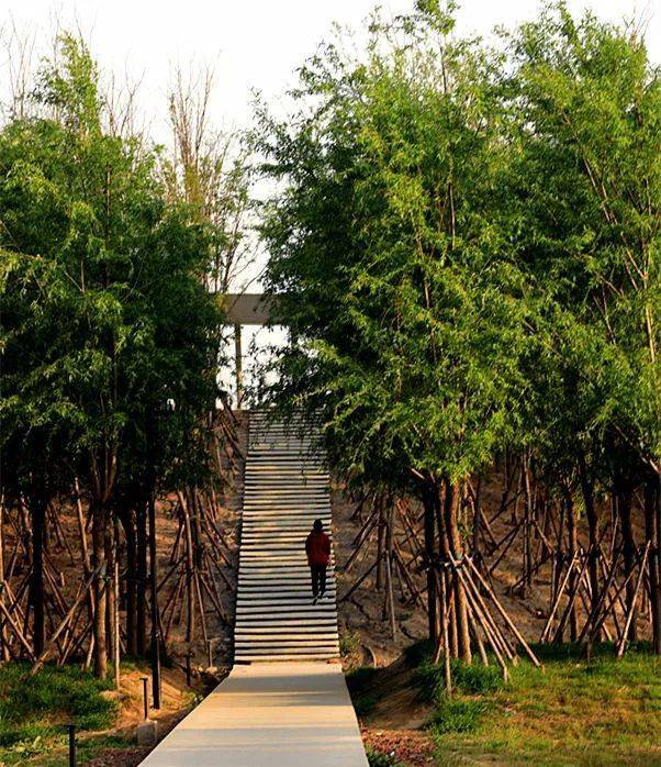 这个夏天,这位摄影师镜头下的淮阳伏羲文化公园,原来如此之美!