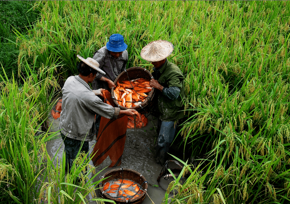 田沟鱼图片