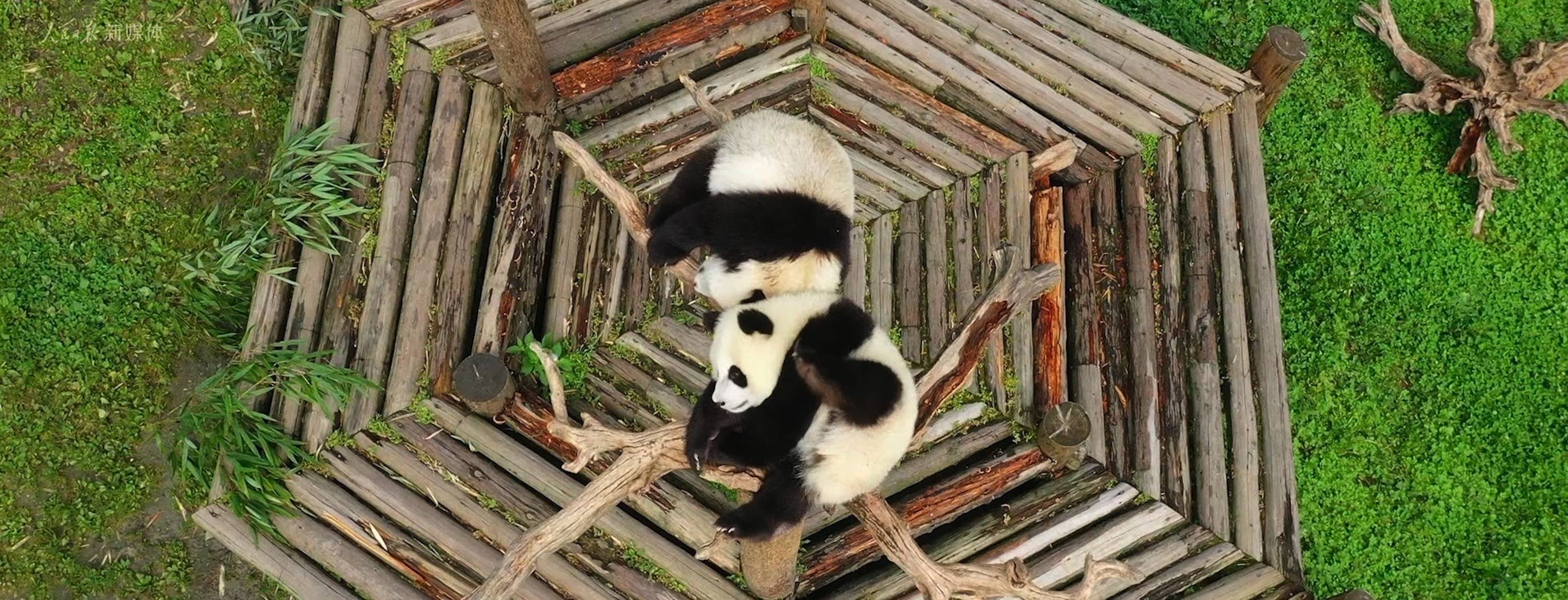 青春主场！成都大运会双语先导片来了_余荣华_徐丹_胡晓蕊