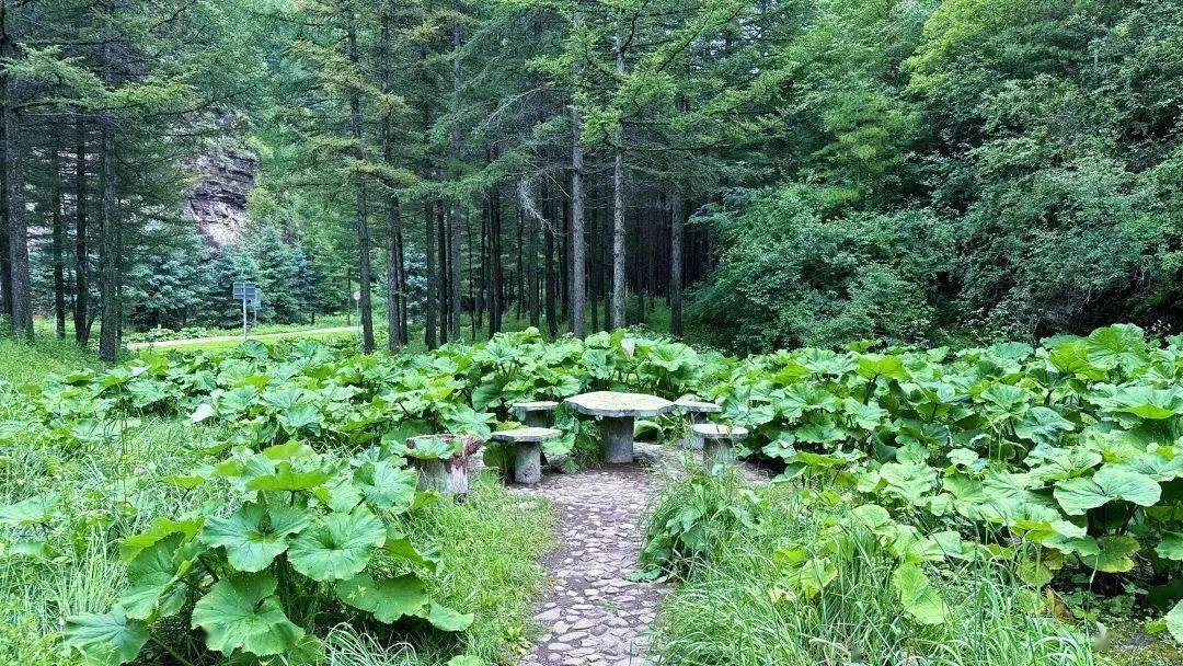 宁静的夏天·凉爽的固原 ▏"荷"你邂逅在清凉野荷谷_六盘山_宁夏_人群