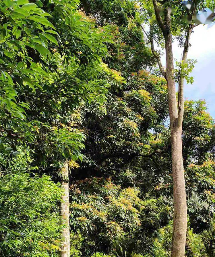 我认识海南红豆树,但今天才第一次看到了它的花.