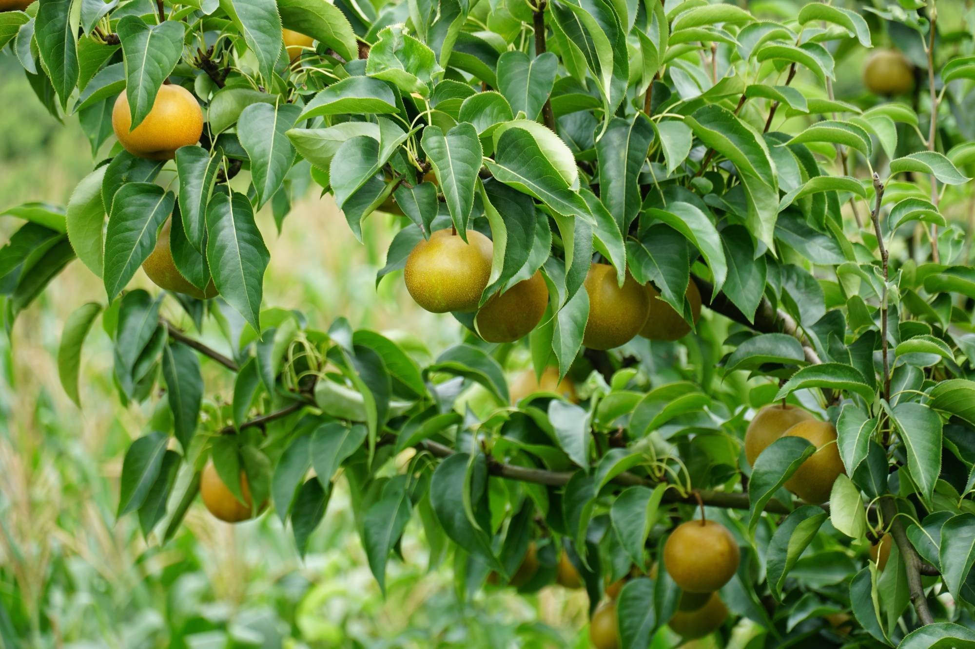 贵州金沙:千亩梨果香 采摘正当时