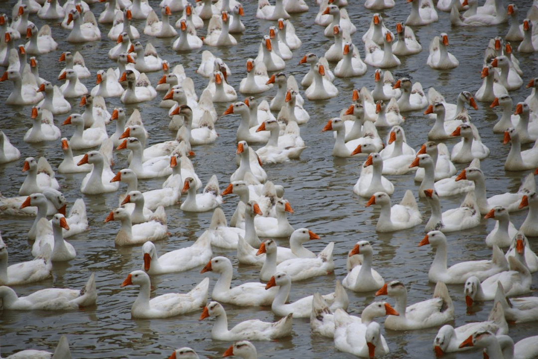 鹅生鹅蛋鹅抱儿,鹅能创富我快乐_养殖_汪红胜_朱湖农场