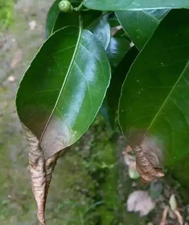 柑橘腐叶病在主产区肆虐,种植者如何做好防范实现增产增收_病菌_叶片