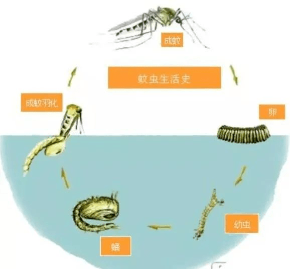 【健康宣教】翻盆倒罐清积水,人人动手灭蚊蝇_容器_蚊子_幼虫