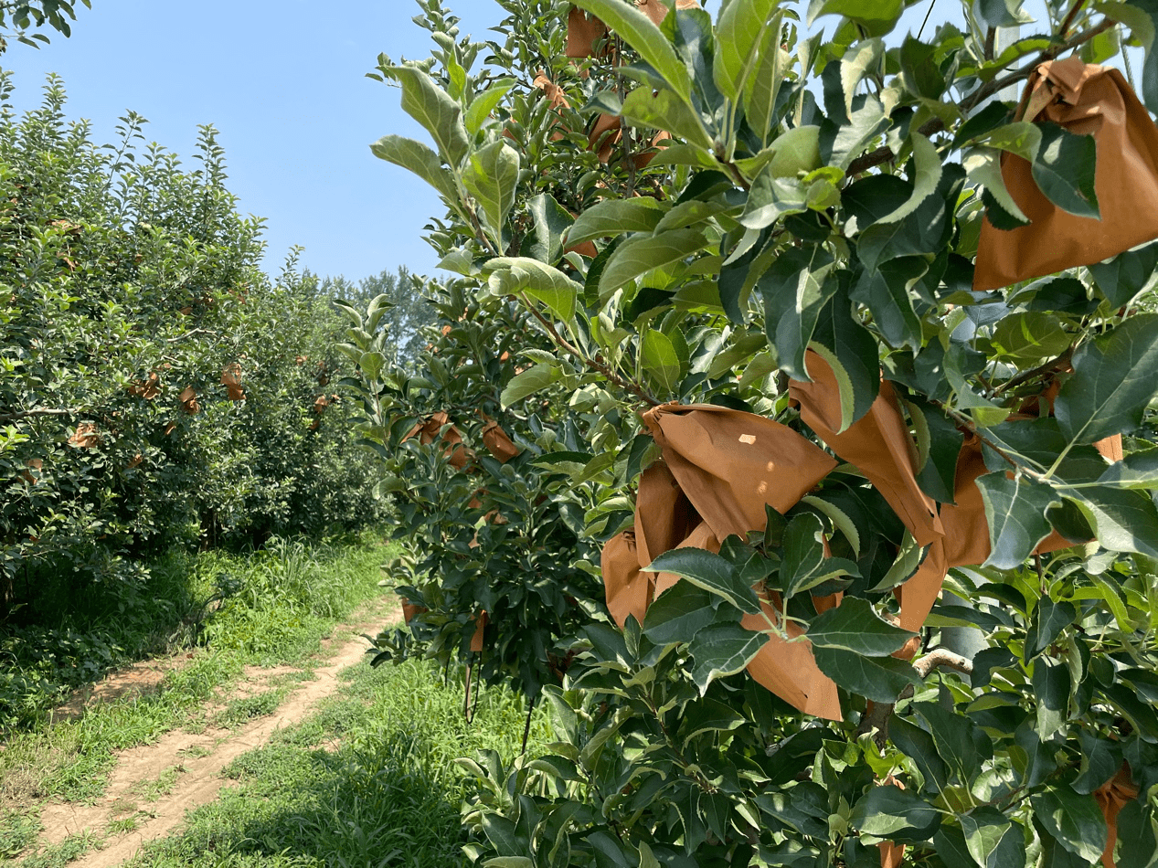 冷热旱煎熬下的京郊果树将迎汛期考验,今年产量还会好吗?