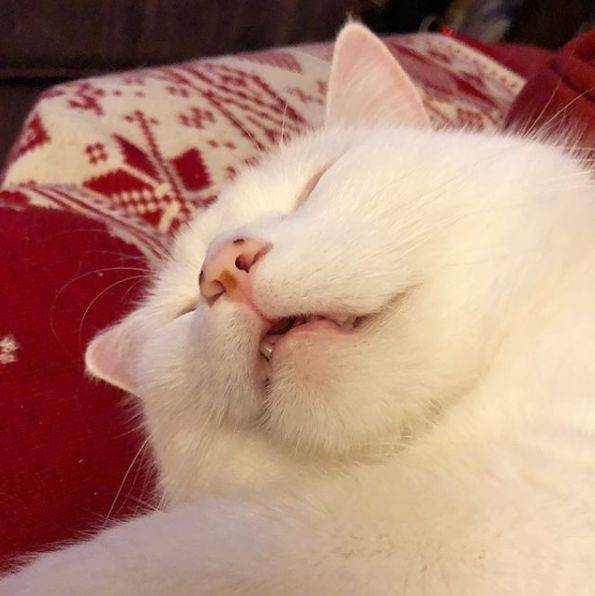 菜!_smudge_猫咪_网友