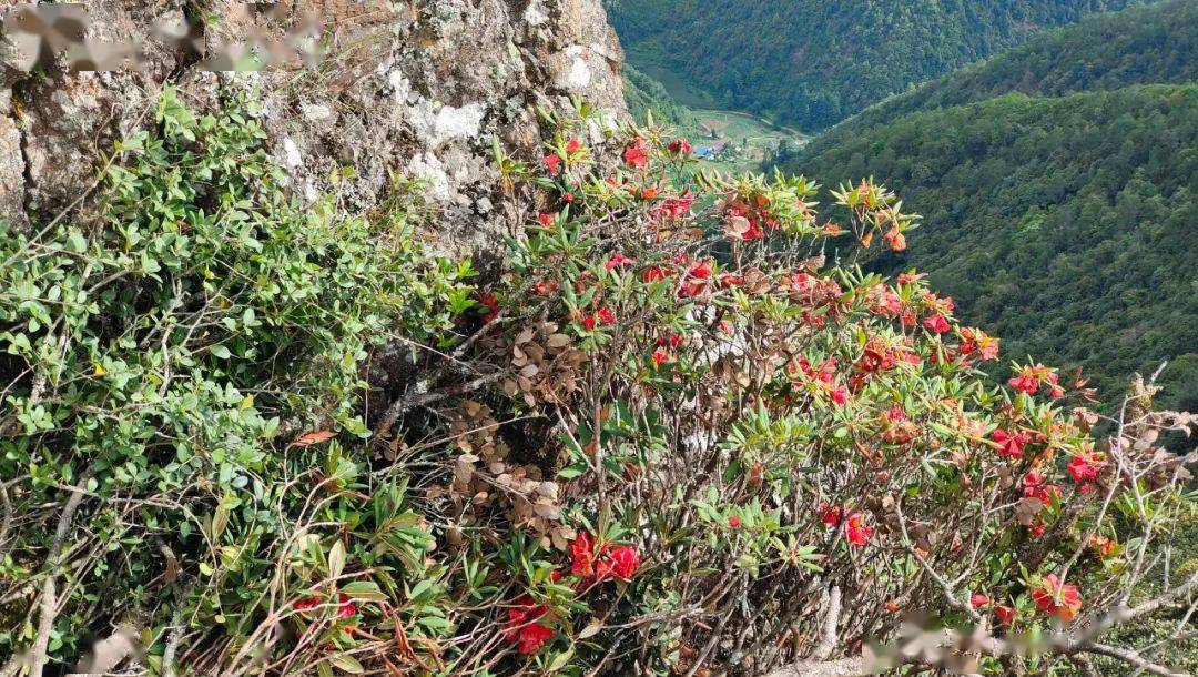 四川凉山会东新发现大量"会东杜鹃"