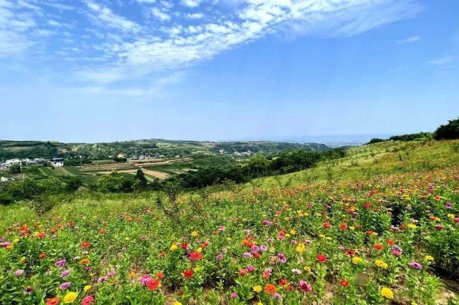 来美域蓝田,畅享夏日美好!_王顺山_花朵_花海