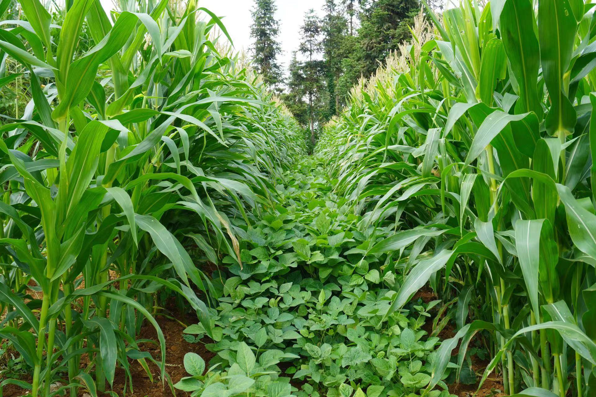黔南:提升粮食生产能力 夯实粮食安全根基