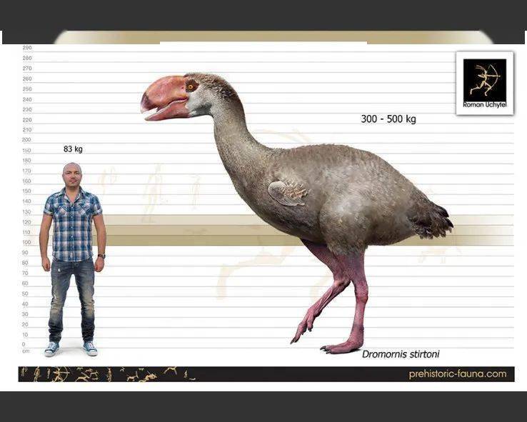 【史前巨鸟】澳大利亚超级巨鸟——雷啸鸟_化石_鸟类_来自