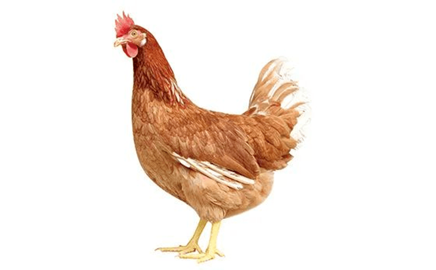 峪口禽业京粉6号项目获教育部科学技术进步奖一等奖 & 6万羽存栏现代