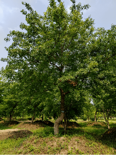 景观蒙古栎----老古树文冠果丛生茶条槭丛生金银木元宝枫水曲柳丛生
