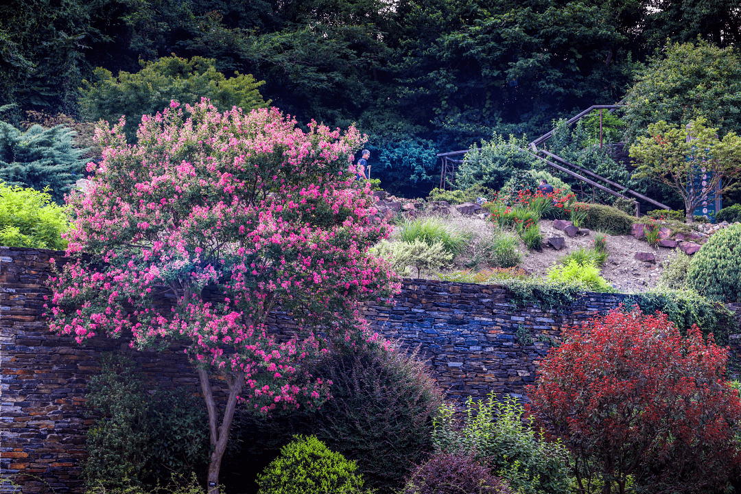 盛夏狂欢季|夏日的辰山植物园,也美得像神仙画卷_高速公路_残疾_优惠