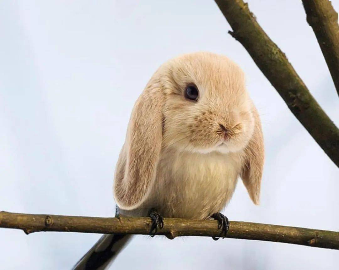 企鹅的熊看看这萌萌的样子狗子都没想到有一天会踩在树枝上吧鸟身羊头