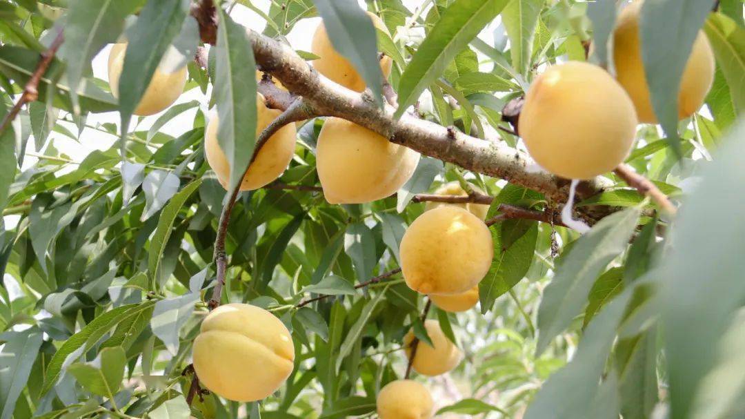 季节,在玉屏侗族自治县新店镇狸狮坪村的玉屏新辉种植园黄桃基地里