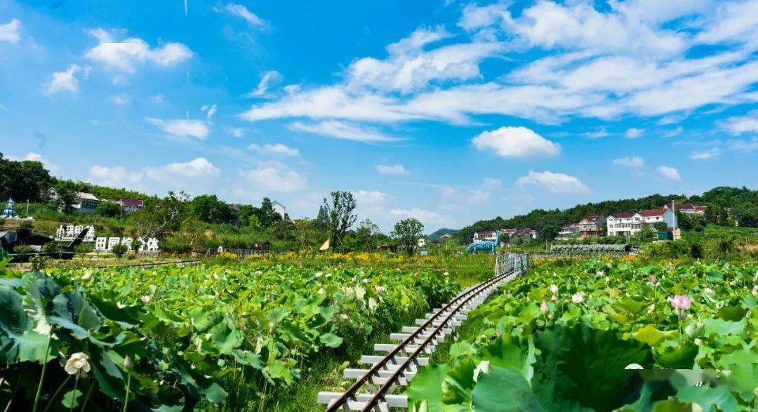 庐江上榜_县域_柯坦镇_名单