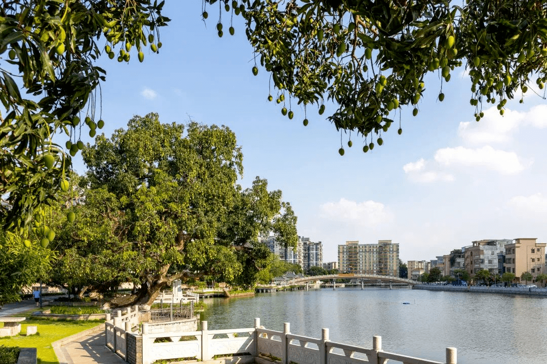 绿美东莞 代表行动丨寮步人大:代表开展保护古树行动 助力绿美东莞