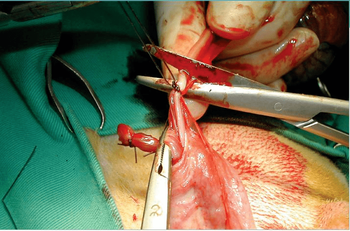 外科实用技术图谱:犬睾丸切除术及17张手术操作图片