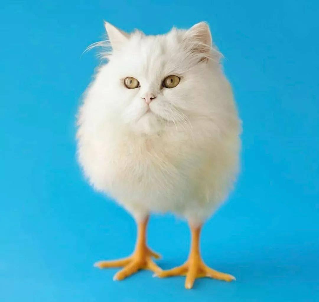 啊啊啊啊 我是吃了什么我的脚变成这样猫头鹰变成大熊这个表情看起来