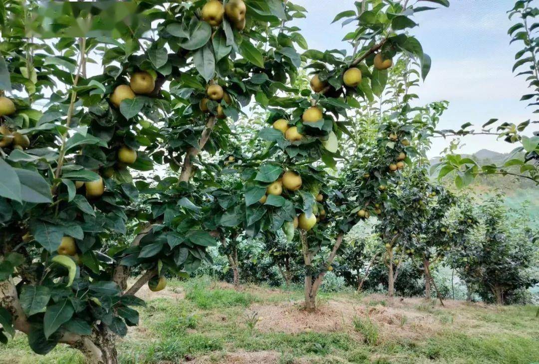 又见硕果满枝头 梨园飘香迎丰收_种养_汪京生_特色