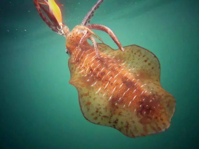 它喜欢抱着猎物进食,这种钓法值得学习,木虾拖钓鱿鱼_动作_因为_lb