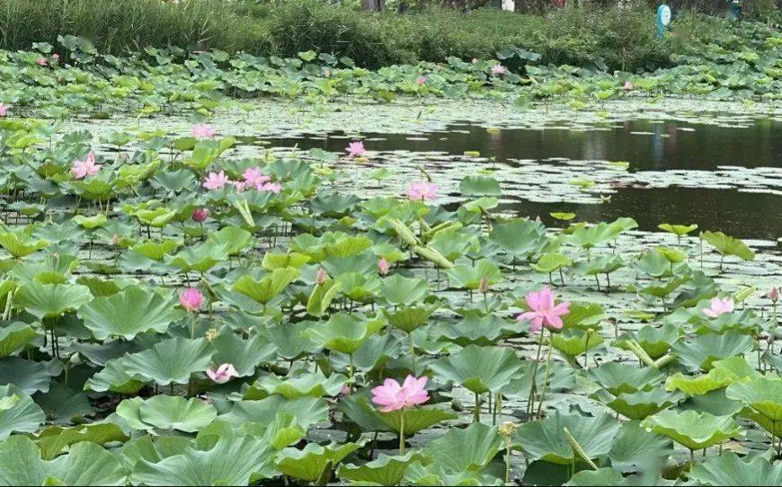 普兰店区湿地公园图片