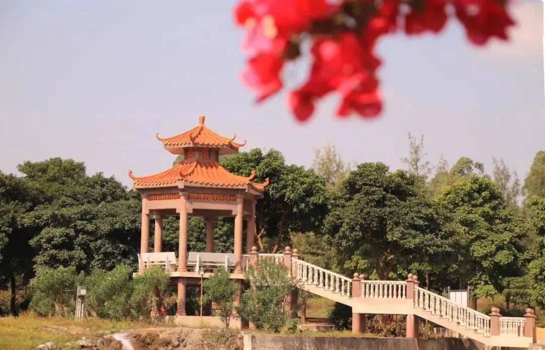 美翻了我的村74丨广西壮族自治区北海市铁山港区南康镇秋风塘村:树