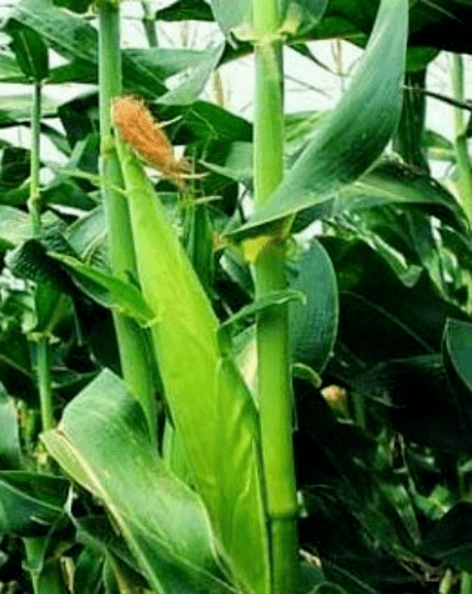 成果推介 | 玉米吉农大糯605_绿色_叶片_籽粒