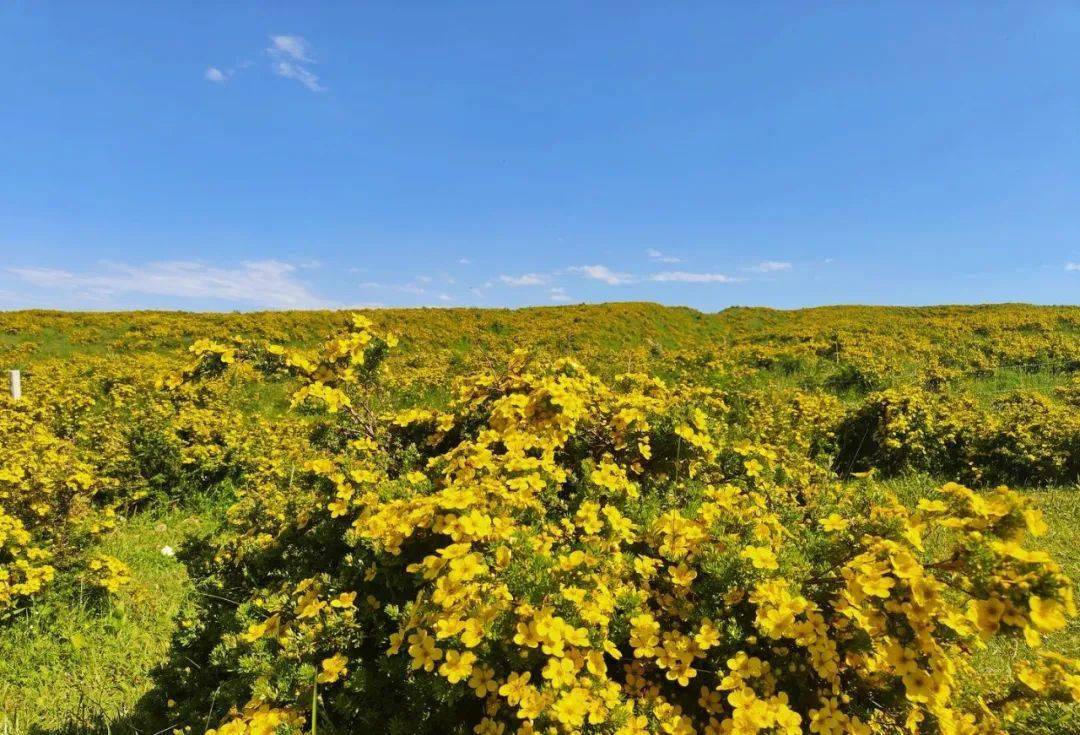 漫步积石山 与夏日的惬意撞个满怀_花儿_芍药_时光