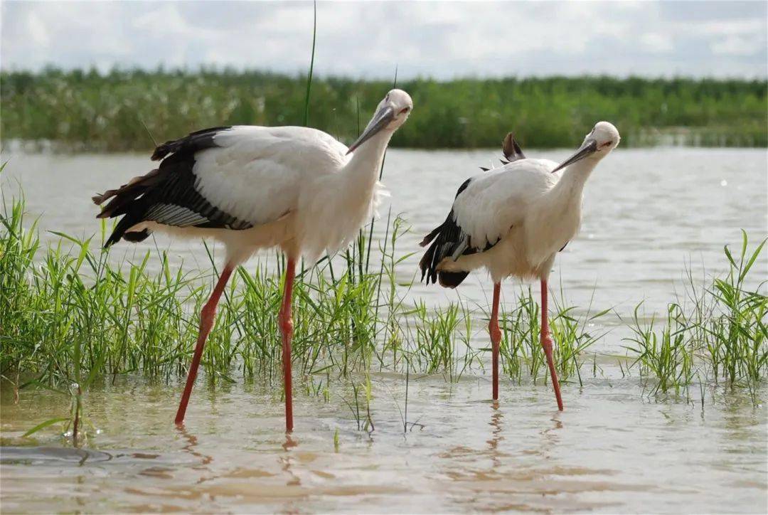 物种小课堂|关于东方白鹳的那些事儿
