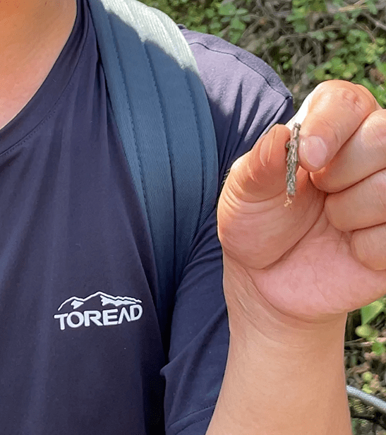 像一截小木棍的蓑蛾幼虫"房子",在孩子们手上蹦跳的小螳螂,全身包裹着