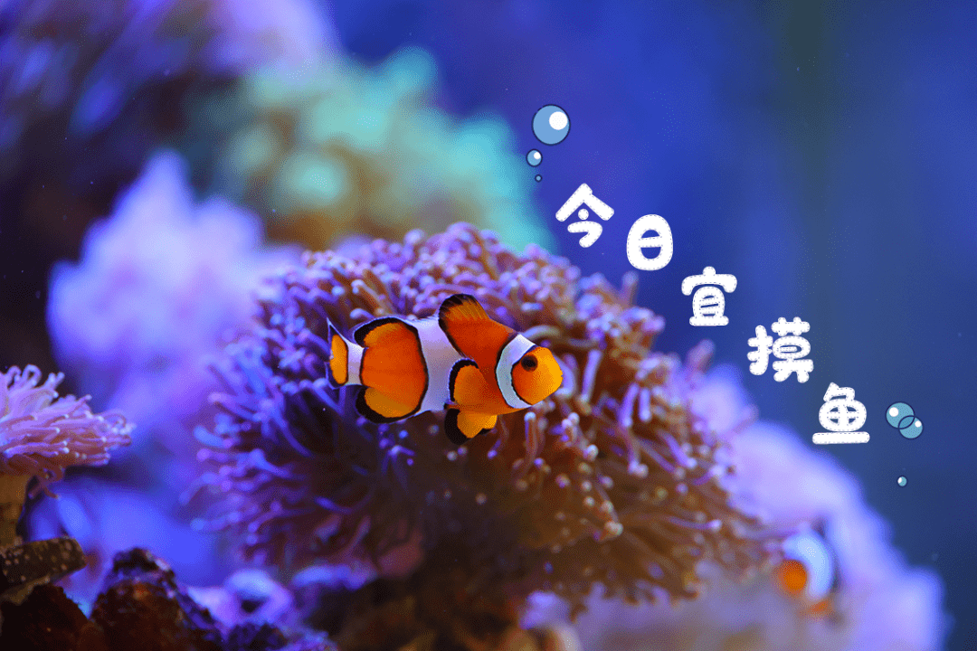 【蓬江风物】在街巷里,找到蓬江城央的迷你"海底世界"_伟宗_江门_花鸟