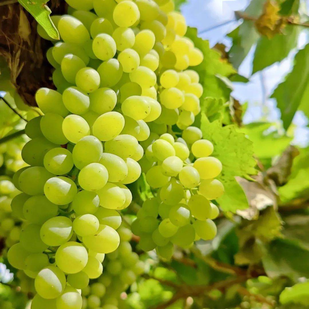 超甜吐鲁番白葡萄,皮薄无籽,脆爽爆汁,顺丰冷链送到家!